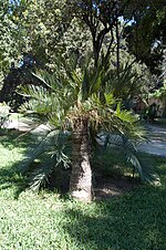 Miniatura para Cycas ophiolitica