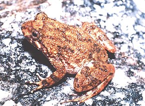 Opis zdjęcia Cycloramphus boraceiensis01.jpg.