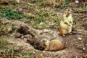 Black-tailed prairie dogs