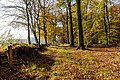 * Nomination Path at the edge of the forest in the Börnste hamlet, Kirchspiel, Dülmen, North Rhine-Westphalia, Germany --XRay 06:52, 29 December 2020 (UTC) * Promotion  Support Good quality. --Podzemnik 07:08, 29 December 2020 (UTC)