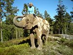 Elefanten Saonoi och Susie Päivärinta på promenad i Kolmårdsskogen.
