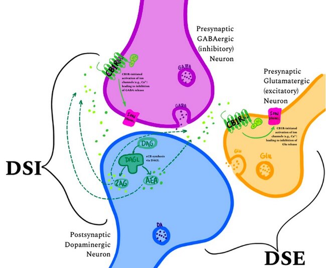 In the brain, the canonical mechanism of CB1 receptor activation is a form of short-term synaptic plasticity initiated via retrograde signaling of endogenous CB1 agonists such as 2AG or AEA (two primary endocannabinoids). DSI DSE Diagram - Mechanism of Action of eCB ligands at CB1R in the brain.jpg