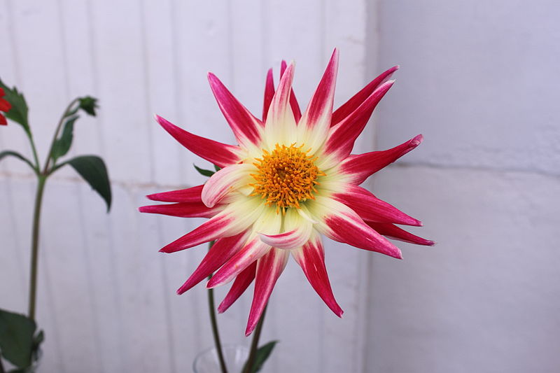 File:Dahlia 'Tahiti Sunrise'.JPG