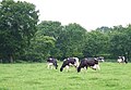 Dairy Herd Grazing, near Wood Hayes, Staffordshire - geograph.org.uk - 459853.jpg