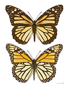 ♀ Пеперуда монарх