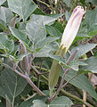 Datura wrightii, large bud close