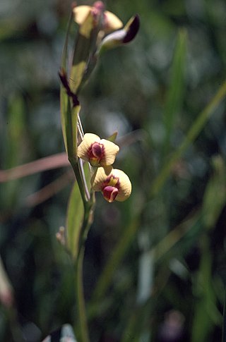 <i>Daviesia elongata</i> Species of legume