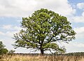 * Nomination Deelerwoud, (the eastern part.) Oak on a heathland. --Agnes Monkelbaan 04:10, 18 July 2024 (UTC) * Promotion  Support Good quality.--Tournasol7 04:17, 18 July 2024 (UTC)