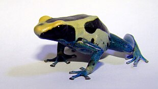 Dendrobates tinctorius