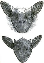 Thumbnail for Pseudancistrus barbatus