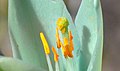 Detalle flores de Puya alpestris ssp zoellnerii.jpg