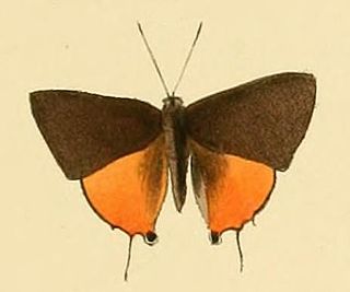 <i>Deudorix dariaves</i> Species of butterfly