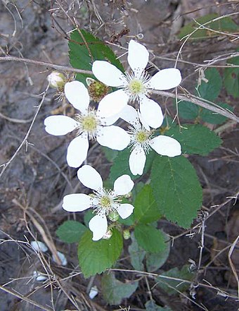 Dewberry flowers. Note the multiple pistils, each of which will produce a drupelet. Each flower will become a blackberry-like aggregate fruit.