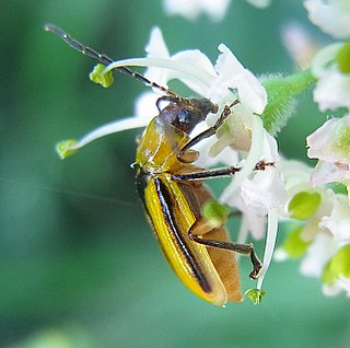 Western corn rootworm Subspecies of beetle