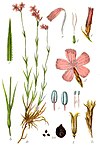Dianthus carthusianorum Sturm24.jpg