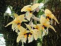 Stanhopea greeri