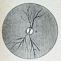 Die Gartenlaube (1884) b 095_1.jpg Fig. 5