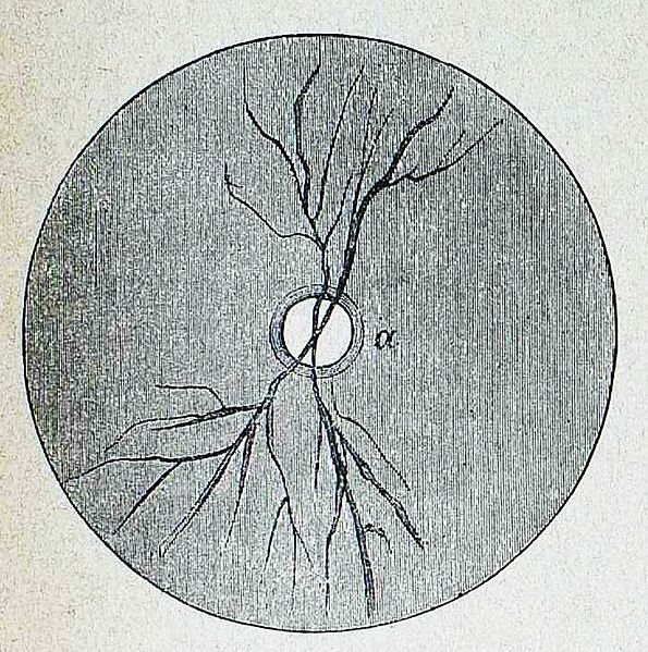 File:Die Gartenlaube (1884) b 095 1.jpg