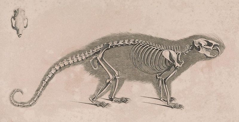 File:Die vergleichende Osteologie (1821) Coendou prehensilis.jpg