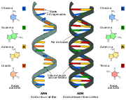 Разница ДНК РНК-EN.svg