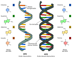 ácido nucleico adn y arn