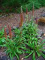 Digitalis parviflora 001.JPG