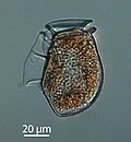 Vorschaubild für Dinophysis acuta