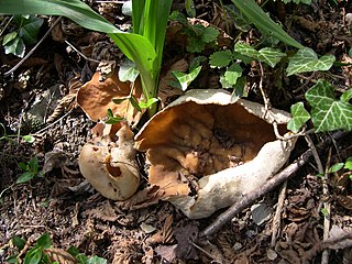 <i>Disciotis</i> Genus of fungi