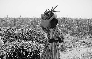 A Mouride disciple working in the fields of Khelcom Disciple khelcom.jpg