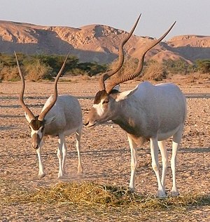 Addax nasomaculatus, Chay-Bar Yotvata, Israel