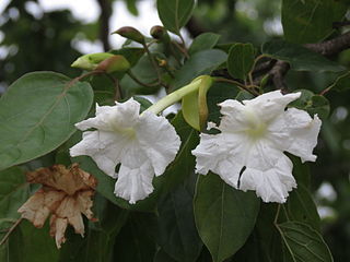 <i>Dolichandrone atrovirens</i> Species of flowering plant