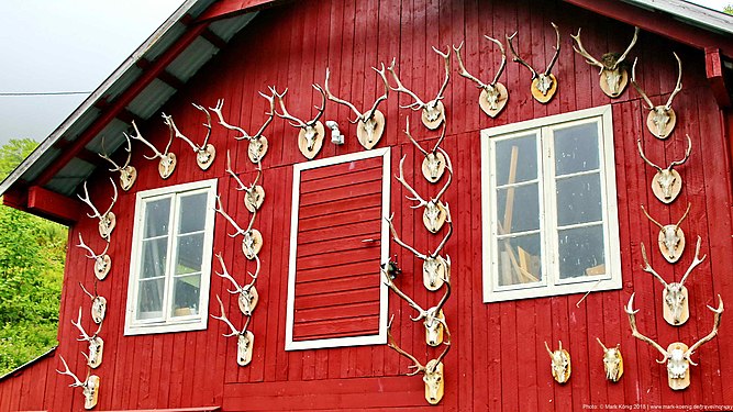 Better do not enter that door as a deer (near Fv63 in Eidsdalen, Norway)