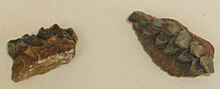 Dorcatherium minus jaw fragments, Natural History Museum, London Dorcatherium minus.JPG