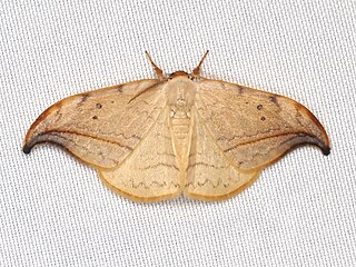 <i>Drepana arcuata</i> Species of hook-tip moth
