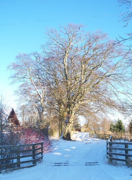 File:Drive way to Hall Hill farm - geograph.org.uk - 1629628.jpg