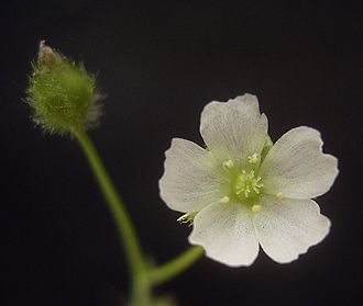 Drosera peltata flower DroseraPeltataFlora.jpg