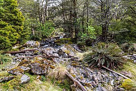 Duchess Stream, Lewis Pass, New Zealand 05.jpg