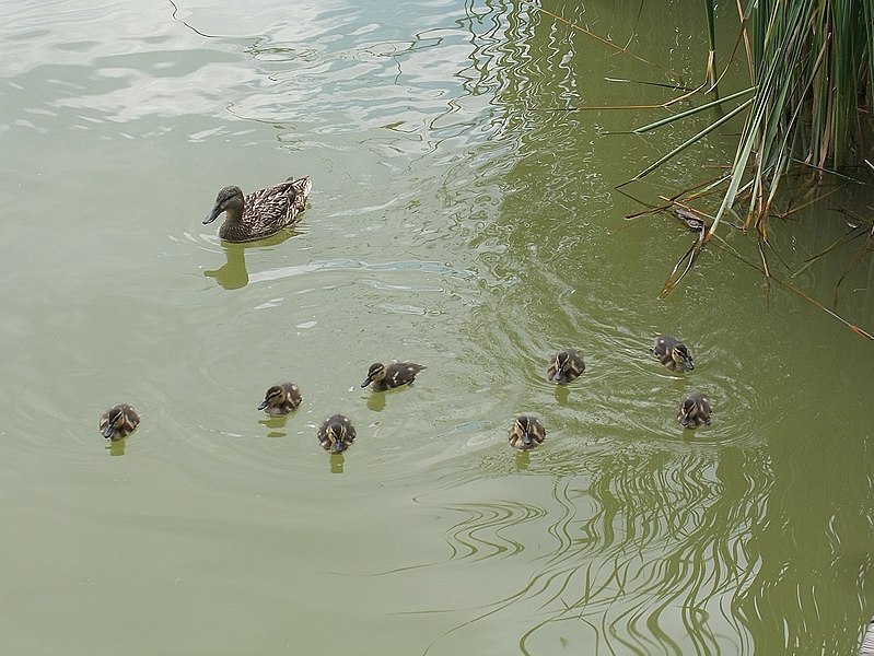 File:Ducks, 2019 Szigethalom.jpg