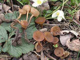 <i>Dumontinia</i> Genus of fungi