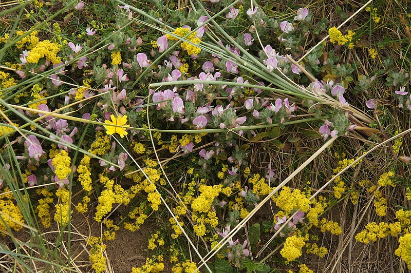 File:Dune plants, Lifeboat Road, Formby - geograph.org.uk - 4550999.jpg