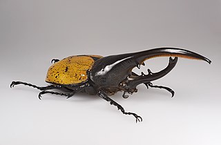 <span class="mw-page-title-main">Hercules beetle</span> Species of beetle