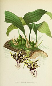 plate 42 Stanhopea devoniensis Stanhopea hernandezii