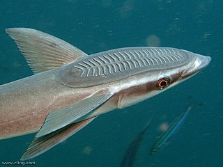 <i>Echeneis</i> (fish) genus of remoras