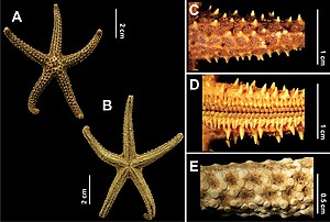 Echinaster brasiliensis: A-Spines of arm, B-Tube feet, C-Abactinal view of Arm