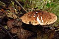 Püramiid-soomussirmik (Echinoderma aspera)