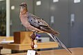 Taxidermied Passenger Pigeon Tourte voyageuse naturalisée