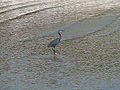 Küstenreiher Western Reef Heron