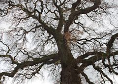 Oak Thalenweide