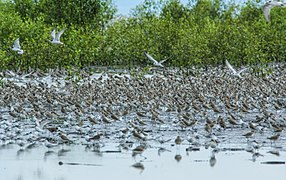 Bird migration Photograph⧼colon⧽ HARRY SANJAYA