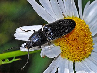 <i>Megathous nigerrimus</i> Species of beetle